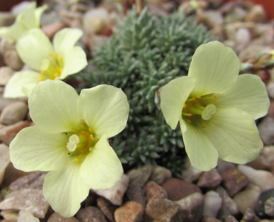 Saxifraga 'Salome' 